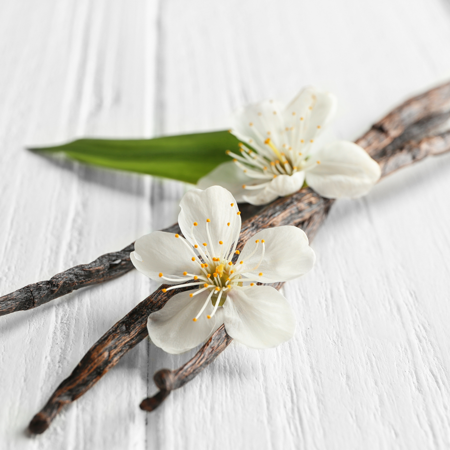 Vanilla Bean Lip Balm